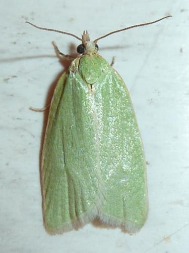 Réf. 184 053 : Tortrix viridana
